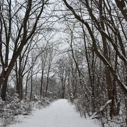 Hewen's Creek Park - Wintertime and the wide path by the pond takes you into serene forest.