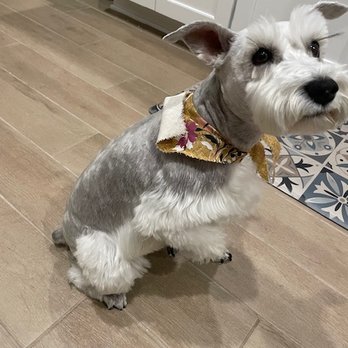 Shampooches - Pet Groomers Near Me - Yulee, Florida Shampooches - Pet Groomers Near Me - Yulee, Florida
