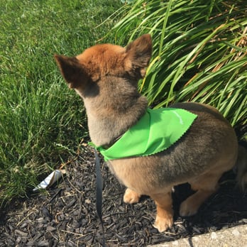 Pawllywood - Fresh cut! - Pet Groomers Near Me - Cherry Hill, New Jersey