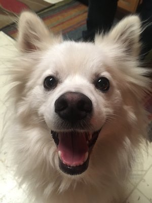 Hair Of The Dog Wash and Groom by null