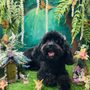 Photo of Sassy Styles Mobile Pet Spa