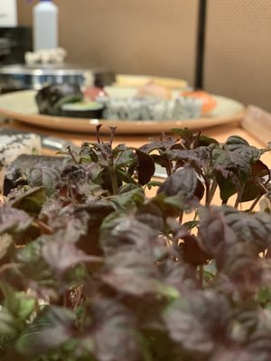 Shiki Japanese Fine Dining | Brasserie | Bar by null