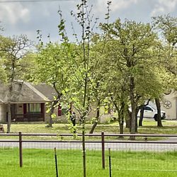 Mission City Arbor Group - Really nice Exclamation Sycamore.
