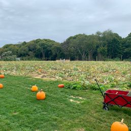New pumpkin patch