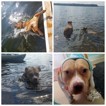 Canine Adventure - Dog Walkers Near Me