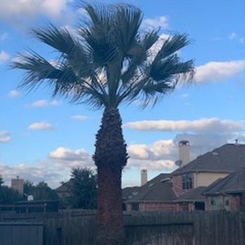 Four Seasons Tree Service - Tree Services Near Me - Houston, Texas Four Seasons Tree Service - Tree Services Near Me - Houston, Texas
