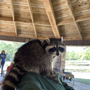 Seacrest Wolf Preserve - This young raccoon ambassador was very energetic & loved to climb! - Zoos Near Me - Chipley, Florida Seacrest Wolf Preserve - This young raccoon ambassador was very energetic & loved to climb! - Zoos Near Me - Chipley, Florida