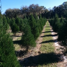 Christmas tree farm Christmas tree farm