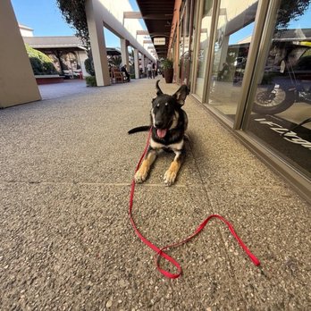OffLeash SoCal - Pet Training Near Me - Santa Monica, California