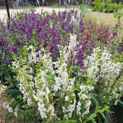 Gringo Gardens