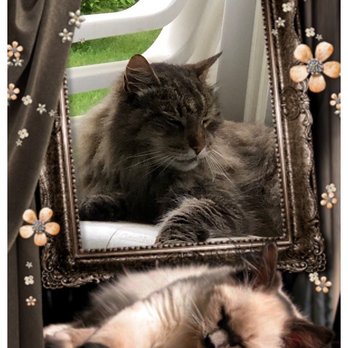 County Line Veterinary Hospital - Part of our family one of the furry family member - Veterinarians Near Me - Jackson, New Jersey