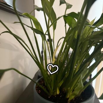 The Plant Gays - My SAVED peace lily thanks to The Plant Gays - Nurseries & Gardening Near Me - Columbus, Ohio The Plant Gays - My SAVED peace lily thanks to The Plant Gays - Nurseries & Gardening Near Me - Columbus, Ohio