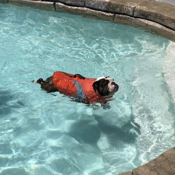 North Paws Ranch - Learning to swim - Pet Boarding Near Me North Paws Ranch - Learning to swim - Pet Boarding Near Me