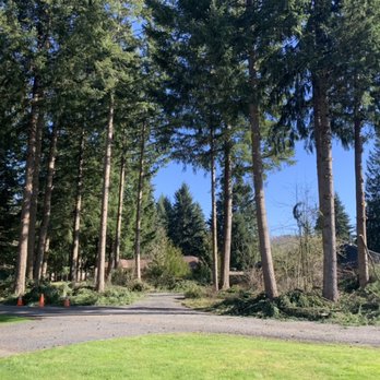 Petrich Arbor Care - Lots more light coming in now! The homeowner isn't afraid of some weekend work and is cleaning this project up himself! - Tree Services Near Me - Centralia, Washington Petrich Arbor Care - Lots more light coming in now! The homeowner isn't afraid of some weekend work and is cleaning this project up himself! - Tree Services Near Me - Centralia, Washington