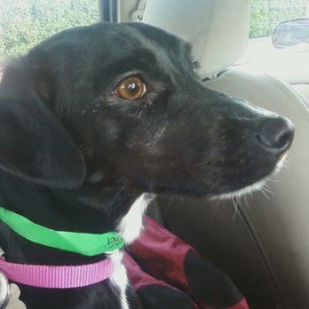 Pet Airways - Pet Transportation Near Me - Delray Beach, Florida Pet Airways - Pet Transportation Near Me - Delray Beach, Florida