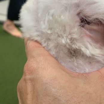 Scenthound San Diego Carmel Valley - Scabbed over cut under ear - Pet Groomers Near Me - San Diego, California Scenthound San Diego Carmel Valley - Scabbed over cut under ear - Pet Groomers Near Me - San Diego, California