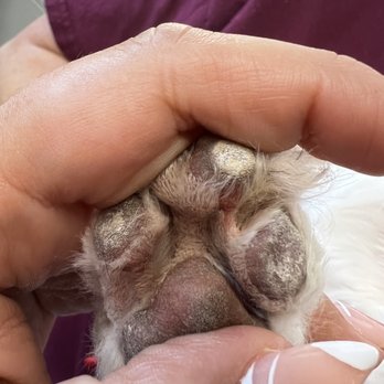 Sarah Pet grooming  - Between her paws she cut the cushion they have - Pet Groomers Near Me - Riverside, California