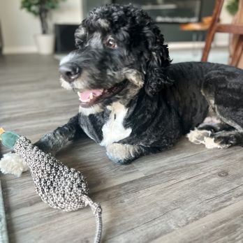 Scheels - Gunther enjoying his new duck toy from Scheels - $10.99 +tax - Golf Equipment Near Me - Chandler, Arizona