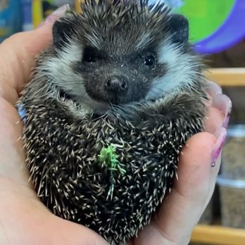 Otsego Hedgehogs - Pet Breeders Near Me - Hanover, Minnesota Otsego Hedgehogs - Pet Breeders Near Me - Hanover, Minnesota