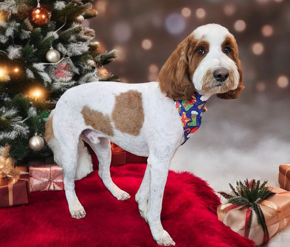 Alpha Dog Grooming Image