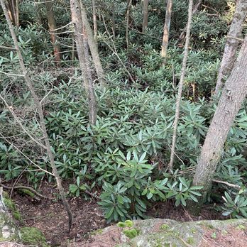 Long Pond Nature Area - Rhododendron forest! - Hiking Near Me Long Pond Nature Area - Rhododendron forest! - Hiking Near Me