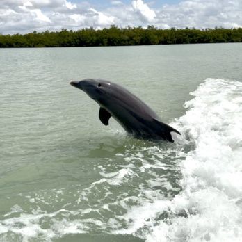 Dreamlander Tours - Fishing Near Me - Goodland, Florida Dreamlander Tours - Fishing Near Me - Goodland, Florida