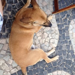 Ponto da Saúde - You can bring your dog! Pet friendly