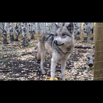 Yamnuska Wolfdog Sanctuary - Tours Near Me - Cochrane, Alberta Yamnuska Wolfdog Sanctuary - Tours Near Me - Cochrane, Alberta