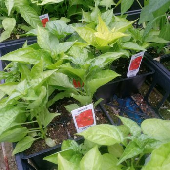 Dutch Valley Warrensburg - a variety of plants - Nurseries & Gardening Near Me - Warrensburg, Missouri Dutch Valley Warrensburg - a variety of plants - Nurseries & Gardening Near Me - Warrensburg, Missouri