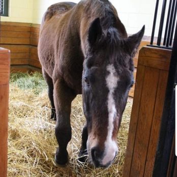 Lane's End - AP Indy 30 year old pensioned foundation stallion - Horse Racing Near Me - Versailles, Kentucky Lane's End - AP Indy 30 year old pensioned foundation stallion - Horse Racing Near Me - Versailles, Kentucky
