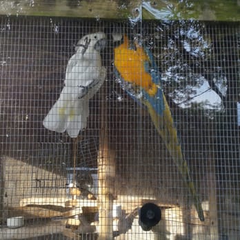 Save Our Seabirds - Cockatoo and macaw - Animal Shelters Near Me - Sarasota, Florida Save Our Seabirds - Cockatoo and macaw - Animal Shelters Near Me - Sarasota, Florida