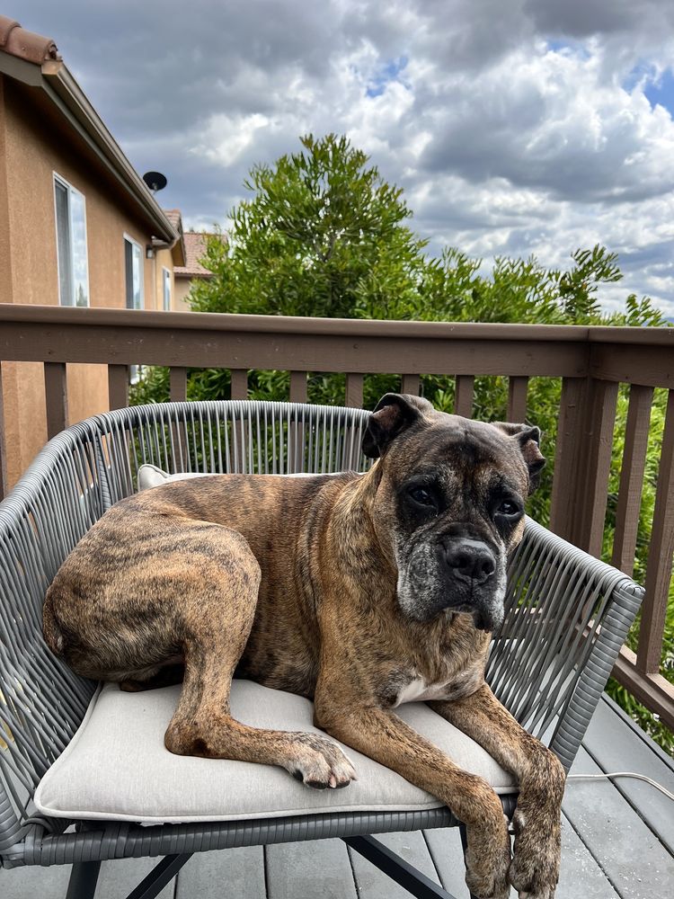 SCOOP MASTERS DOG POOP PICK UP SERVICE Updated September 2024 22