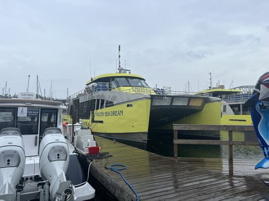 Prince of Whales - Whale & Marine Wildlife Adventures Vancouver by null