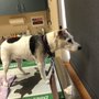 Goldsmith Veterinary Clinic