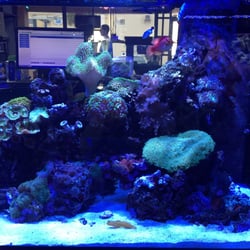 One of the show tanks in the store.
