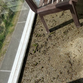 Ocean Paradise - Patio so covered in moss it was too hard to go out there without tracking moss back in, so much for paying extra for a view balcony. - Hotels Near Me - Ocean Shores, Washington Ocean Paradise - Patio so covered in moss it was too hard to go out there without tracking moss back in, so much for paying extra for a view balcony. - Hotels Near Me - Ocean Shores, Washington