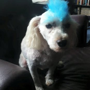 Splash Doggie - Punk rocker - Pet Groomers Near Me - Burbank, California
