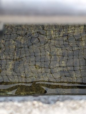 Bonneville Fish Hatchery by null