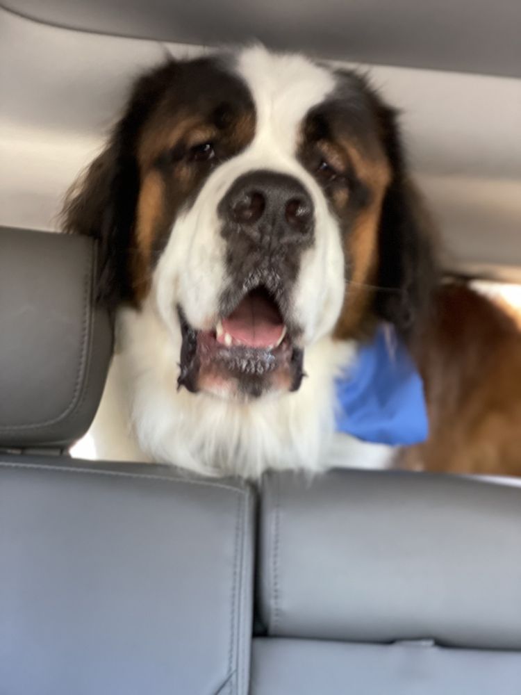 LE PETITE POOCH VALRICO Updated September 2024 13 Photos 2553 E