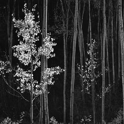 Oficino Uno - Ansel Adams - Horizontal Aspens