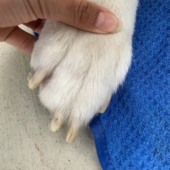 Happy Hounds - Paw cuts and horrible nail trim. - Pet Stores Near Me - Harbor City, California