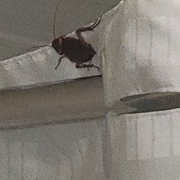 HUGE COCKROACH