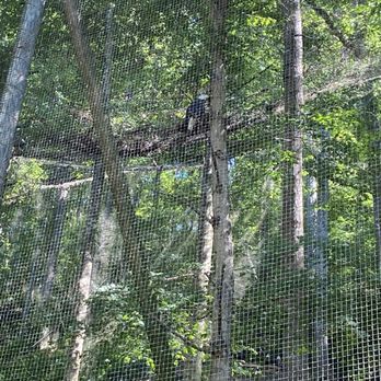 Dollywood - Live eagles! - Amusement Parks Near Me - Pigeon Forge, Tennessee