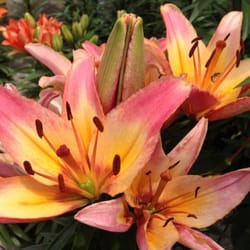 Northland Farm & Garden Center
