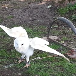 Park Rose birds of prey centre and animal park