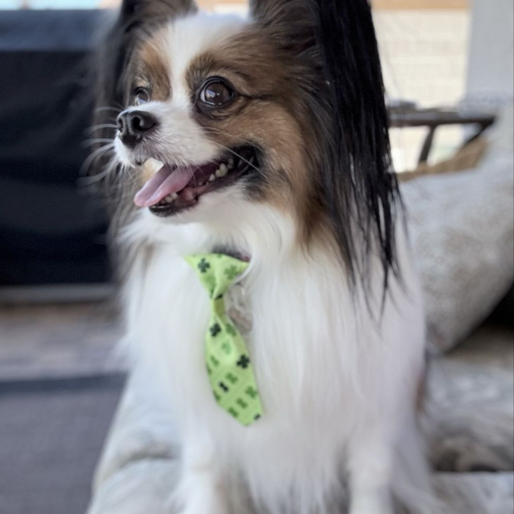 Furry Beginnings - Happy Papillon - Pet Groomers Near Me - Gilbert, Arizona