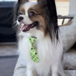 Furry Beginnings - Happy Papillon