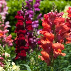 Snapdragon