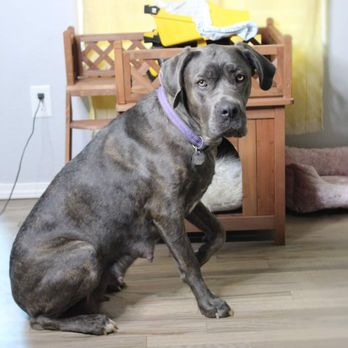 Freedom Leash - My newest client bonnie coming to me for agression and anxiety issues. - Pet Training Near Me Freedom Leash - My newest client bonnie coming to me for agression and anxiety issues. - Pet Training Near Me