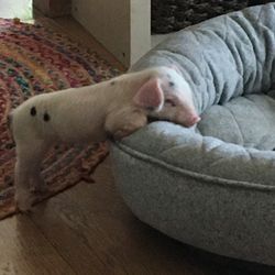 Sky Acres Angus - Humanely raised piglet